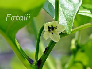 Fatalii, Blüte