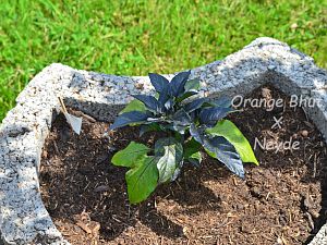 Orange Bhut X Neyde