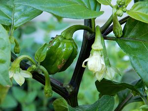 7Pot Burgundy