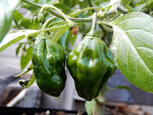 Long Habanero