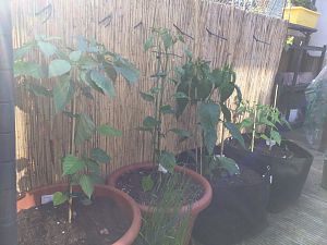 Tomatillo, Aji Habanero, p.d.p., (Aji Charapita), Inca Red Drop, Bishop's Crown