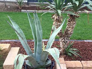 Agave IMG_3909