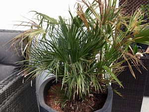 Chamaerops humilis IMG_3914