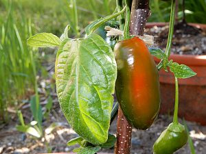 Rocoto Montufar 03062017