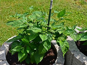 Yellow Rocoto