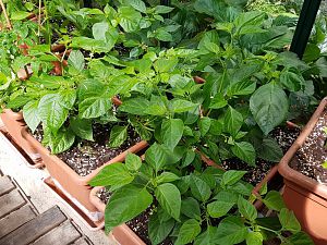 Habaneros Scotch Bonnets