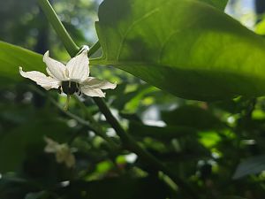 Jalapeno NuMex Vaquero Bluete