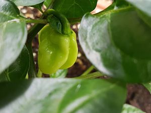 Tobago Seasoning Hot Strain Frucht