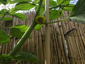 Tomatillo Blüte