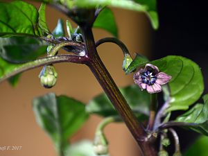 Purple Ghost Scorpion, erste offene Blüte, 05.06.