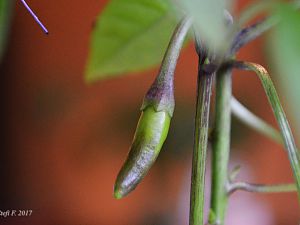 Flaschenkind Buena Mulata