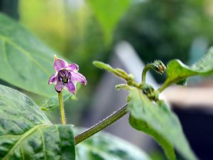 Rocoto Big Brown, erste Blüte