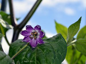 Capsicum Suffium, 07.06.