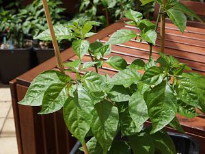 33 Carolina Reaper