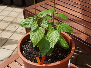 124 Scotch Bonnet Tr. Red