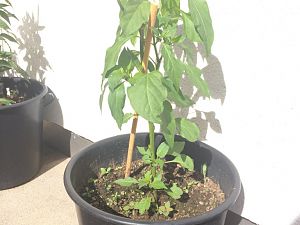 Jalapeno 25 Tage nach dem Hagel