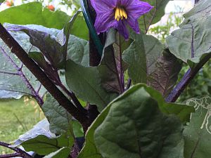 Nasu, japanische Aubergine