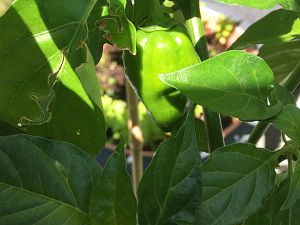 Habanero orange