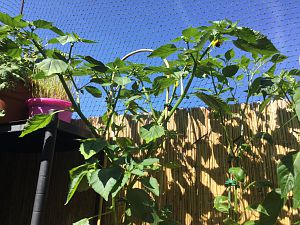 Tomatillo