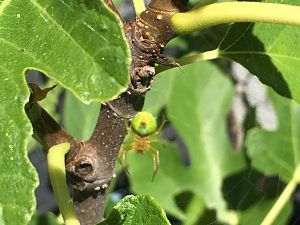 Spinne auf den Feigenbaum (dauergast)