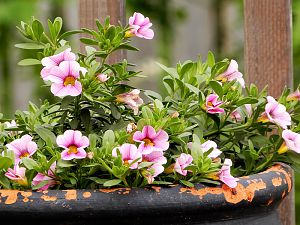 Calibrachoa