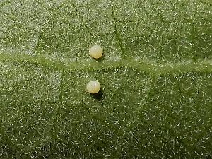 Eier des Monarch Schmetterling