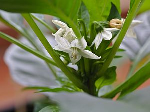 tolle Blüten der unbekannten Schönen