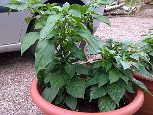 Bhut Jolokia u. Trinidad Red Scorpion