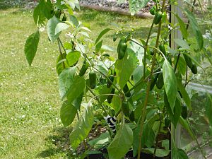 Early Jalapeno