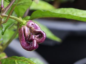 Maldavian Heart x Purple Bhut