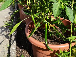 Joe´s Long Cayenne