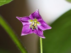 Capsicum pubescens Rocoto Rojo