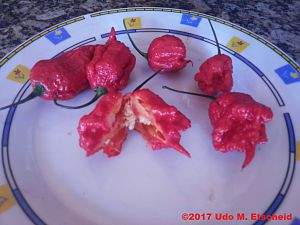 Carolina_Reaper_ok