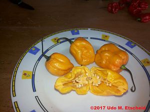 Habanero_yellow_ok