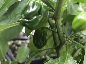 Bhut erste Beeren untypisch