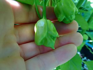 Trinidad Scorpion Peach