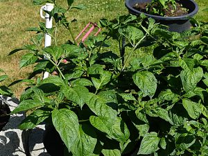 Yellow Rocoto