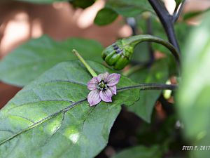 Maldavian Heart x Purple Bhut