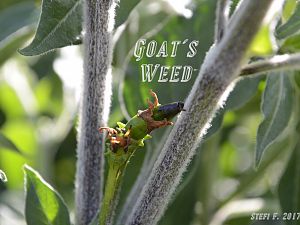 Goats Weed