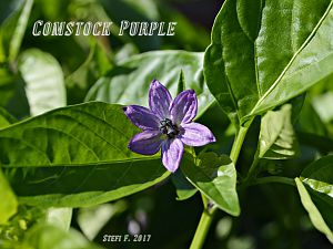 Comstock Purple