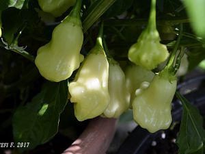 Aji White Fantasy