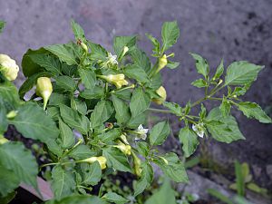 Aji Fantasy Sparkling White