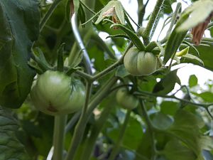 Aunt Ruby German Green Tomate 23.07.17