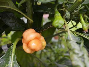 Habanero Pastel