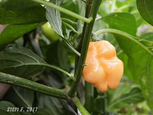 Habanero Pastel