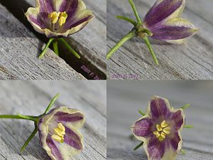 Capsicum Lanceolatum