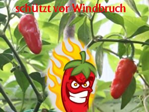 Banner-Windbruch-800x800