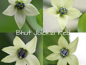 Bhut Jolokia Red