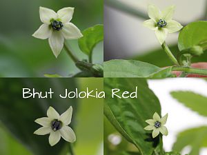 Bhut Jolokia