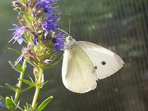 Schmetterling 28.07.17